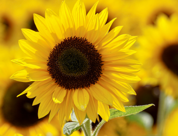 sunflower-oil-commercial-aspects-part-1